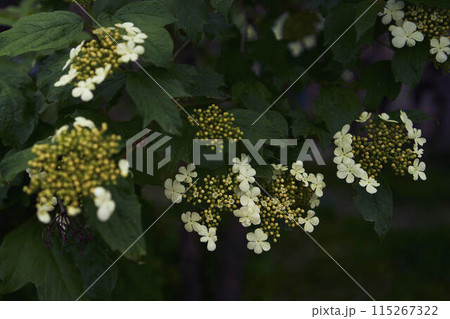 the viburnum flower, moschatel family, Adoxaceae 115267322