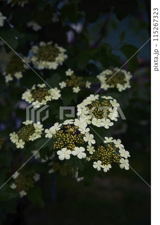 the viburnum flower, moschatel family, Adoxaceae 115267323