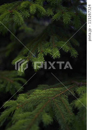 the spruce branches, plant background, texture 115267324