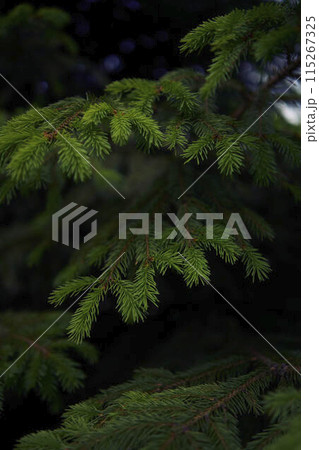 the spruce branches, plant background, texture 115267325