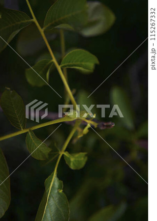 the walnut leaves and buds in harsh light 115267332
