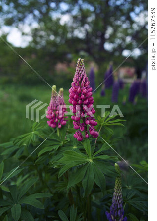 the lupine flowers are blooming in the garden 115267339