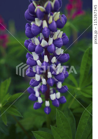 the lupine flowers are blooming in the garden 115267345