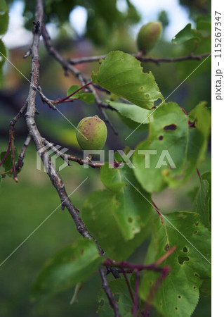 unripe apricot fruits on the treeの写真素材 [115267347] - PIXTA