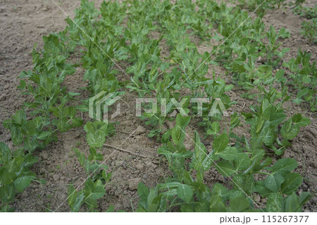 green peas growing in a garden bed at home 115267377