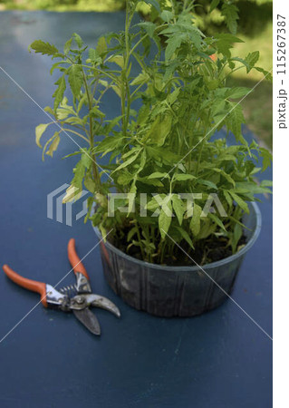 a tomato seedlings in a container on the table next to secateurs a tomato seedlings in a container on the table next to secateurs 115267387