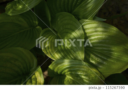 Hosta plantaginea in harsh light, plant background Hosta plantaginea in harsh light, plant background 115267390
