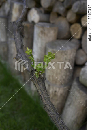 a green sprouts of grapes on the background of a woodshed a green sprouts of grapes on the background of a woodshed 115267395