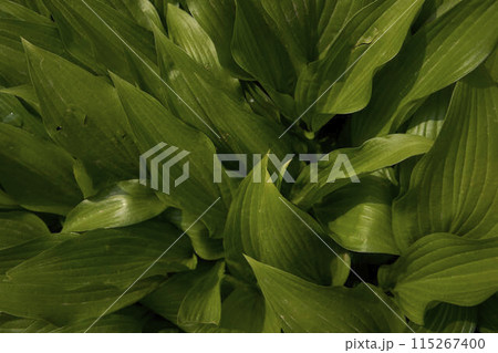 Hosta plantaginea in harsh light, plant background Hosta plantaginea in harsh light, plant background 115267400