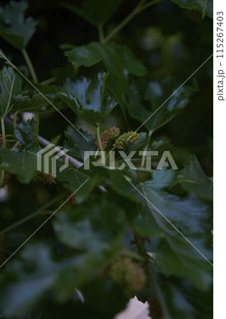 the unripe mulberries on a tree, plant background the unripe mulberries on a tree, plant background 115267403