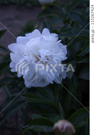 the buds and peony flowers in the garden in the evening, blue hour the buds and peony flowers in the garden in the evening, blue hour 115267424