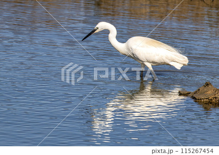 The little egret, Egretta garzetta in Ria Formosa Natural Reserve, Algarve Portugal The little egret, Egretta garzetta in Ria Formosa Natural Reserve, Algarve Portugal 115267454