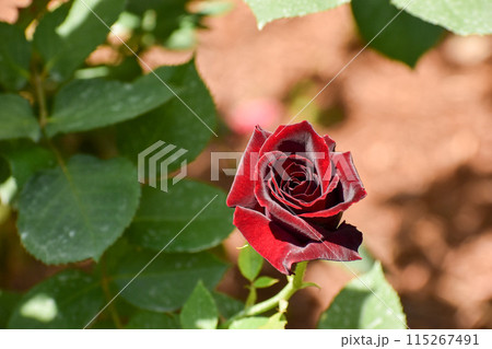 重厚感のある深紅の春のバラ 115267491