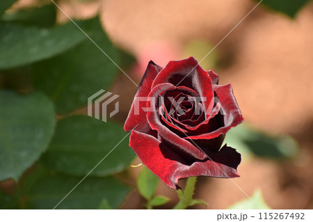 重厚感のある深紅の春のバラ 重厚感のある深紅の春のバラ 115267492