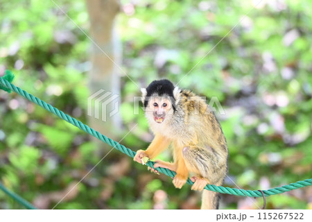 かわいいリスザルの姿 115267522