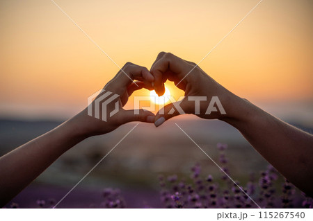 Two hands forming a heart shape in front of a purple field. The sun is setting in the background, creating a warm and romantic atmosphere. Two hands forming a heart shape in front of a purple field. The sun is setting in the background, creating a warm and romantic atmosphere. 115267540