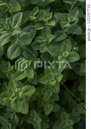 Mentha suaveolens blooming in the garden, plant background Mentha suaveolens blooming in the garden, plant background 115267718