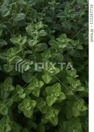Mentha suaveolens blooming in the garden, plant background 115267719