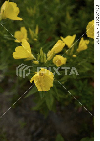 a Petticoat daffodil in the garden, plant background 115267753