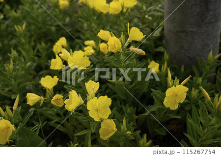 a Petticoat daffodil in the garden, plant background 115267754