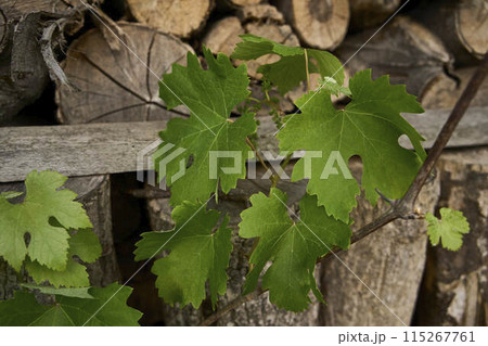 the green sprouts of grapes on the background of a woodshed the green sprouts of grapes on the background of a woodshed 115267761