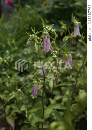 Campanula takesimana in the garden, plant background Campanula takesimana in the garden, plant background 115267762