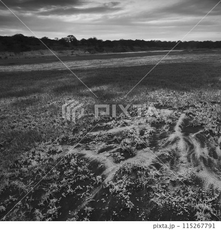 Saltpeter on the floor of a lagoon in a semi desert environment, La Pampa province, Patagonia, Argentina. 115267791