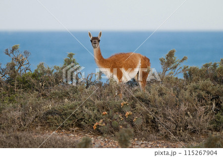 Guanaco, Lama Guanicoe, Luro Park, La Pampa Province, La Pampa, Argentina. 115267904