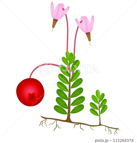 Cranberry plant with flowers with roots and berries on a white background. Cranberry plant with flowers with roots and berries on a white background. 115268378
