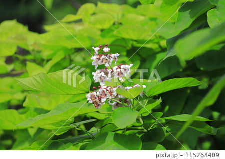 アメリカキササゲの花　 115268409