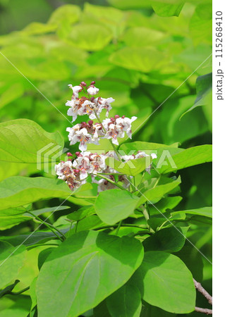 アメリカキササゲの花　 115268410