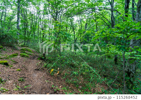 夏の若杉天然林　遊歩道と自然林　岡山県英田郡西粟倉村 115268452