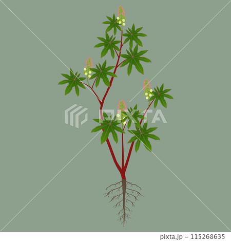 Castor shrub with flowers and roots on a green background. Castor shrub with flowers and roots on a green background. 115268635