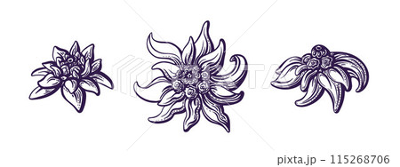 Edelweiss flower in bloom. Hand drawn collection 115268706