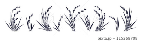Rice plant and grains, leaves. Graphic collection Rice plant and grains, leaves. Graphic collection 115268709