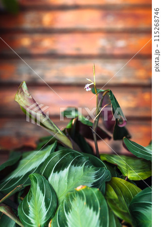 plants in flowerpot on home balcony plants in flowerpot on home balcony 115268746