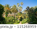 Palm trees in Albert 1st garden 115268959