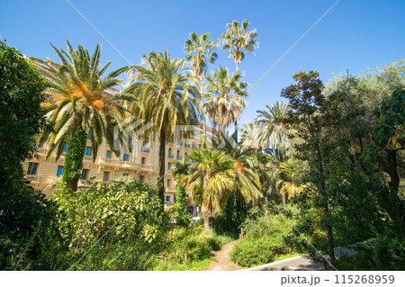 Palm trees in Albert 1st garden Palm trees in Albert 1st garden 115268959