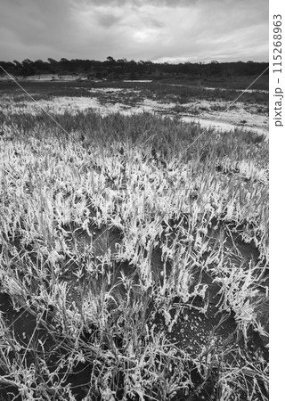 Saltpeter on the floor of a lagoon in a semi desert environment, La Pampa province, Patagonia, Argentina. 115268963