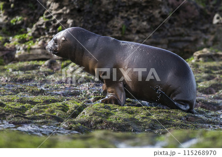 SOUTH AMERICAN SEA LION pup,Peninsula Valdes, Chubut,Patagonia ,Argentina SOUTH AMERICAN SEA LION pup,Peninsula Valdes, Chubut,Patagonia ,Argentina 115268970