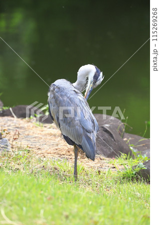 水辺で毛づくろいをするアオサギ　 115269268
