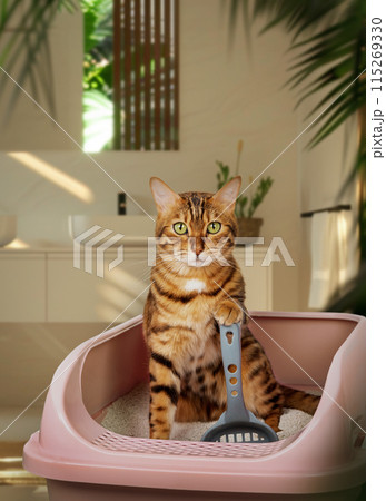 Bengal cat in the toilet. Training a cat to use the litter box. Bengal cat in the toilet. Training a cat to use the litter box. 115269330