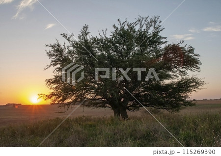 Calden forest landscape, Geoffraea decorticans plants, La Pampa province, Patagonia, Argentina. 115269390