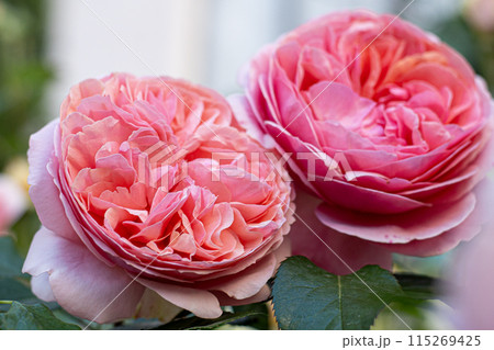 David Austin pink rose bud in the garden. Flower petals 115269425