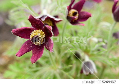 オキナグサ（キンポウゲ科）オキナグサ属の多年草 115269437