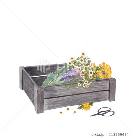 Wooden crate with blue tansy, lavender, sage, chamomile, scissors in watercolor isolated on white. Rustic art in simple stile for vintage design, flower shops, stickers, gardening, organic herbs 115269454
