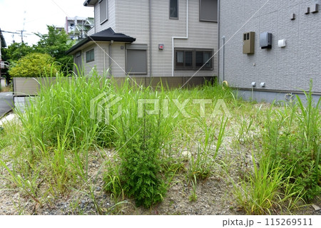 雑草だらけの空地 雑草だらけの空地 115269511