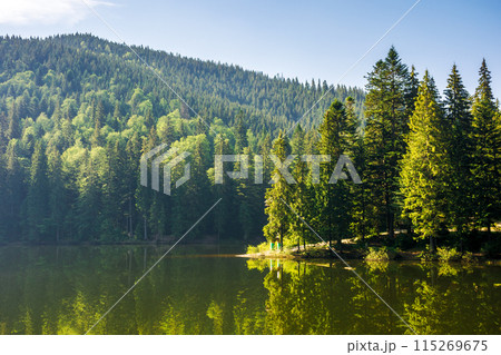 landscape with mountain lake of synevyr national park. green carpathian nature scenery in summer. coniferous forest on the hill reflecting in the water. popular travel destination of ukraine 115269675