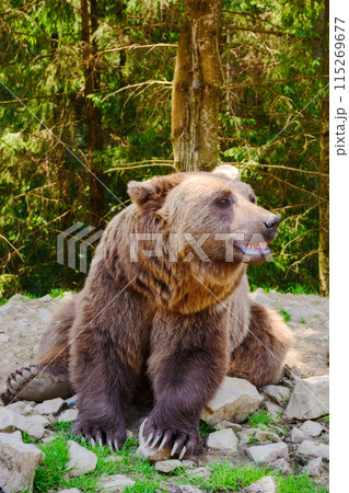 curious brown bear sitting on the ground among coniferous forest of synevyr national park in ukraine curious brown bear sitting on the ground among coniferous forest of synevyr national park in ukraine 115269677