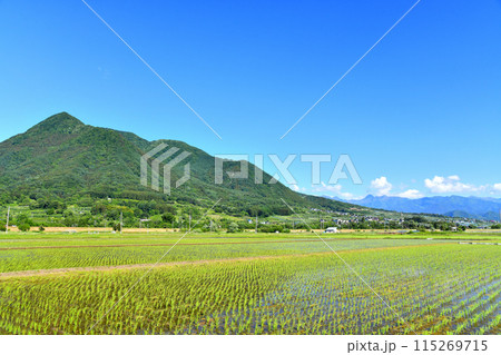 飯山市蓮より高社山方面を望む(長野県飯山市)【2024.6】 飯山市蓮より高社山方面を望む(長野県飯山市)【2024.6】 115269715